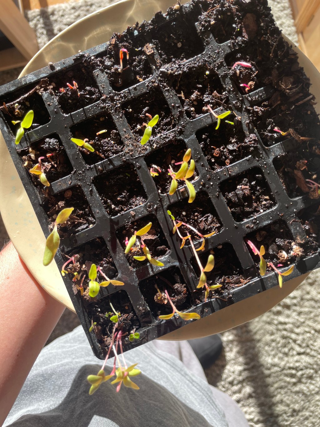 CALENDARIO DE SIEMBRA OCTUBRE Y&nbsp;NOVIEMBRE