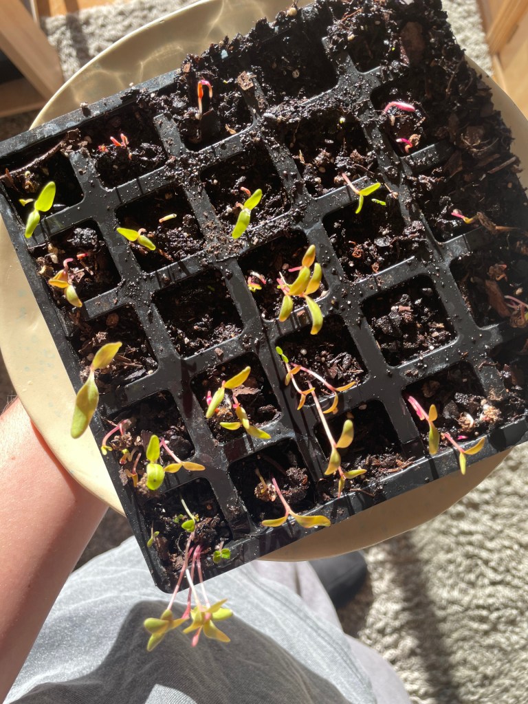 CALENDARIO DE SIEMBRA OCTUBRE Y&nbsp;NOVIEMBRE