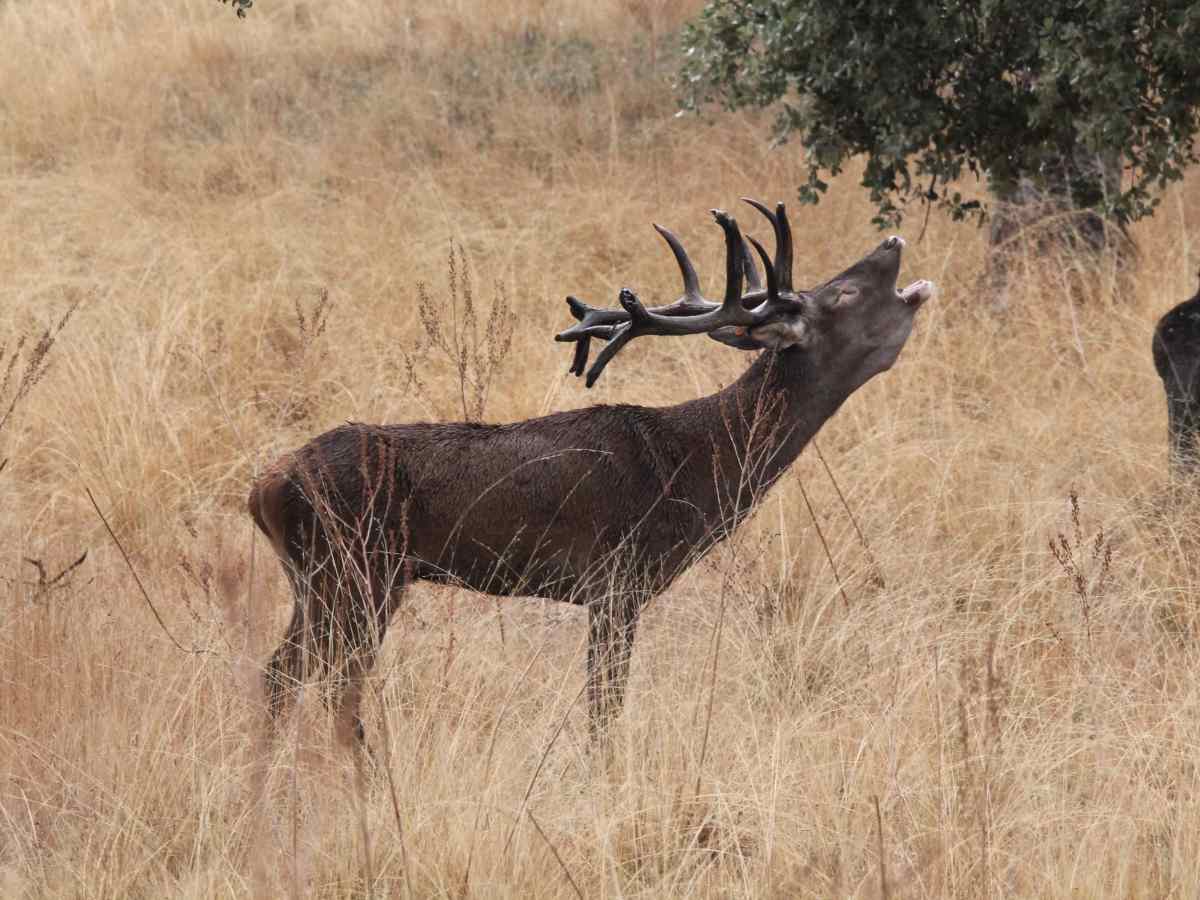 LA BERREA: el rugido del bosque en&nbsp;otoño