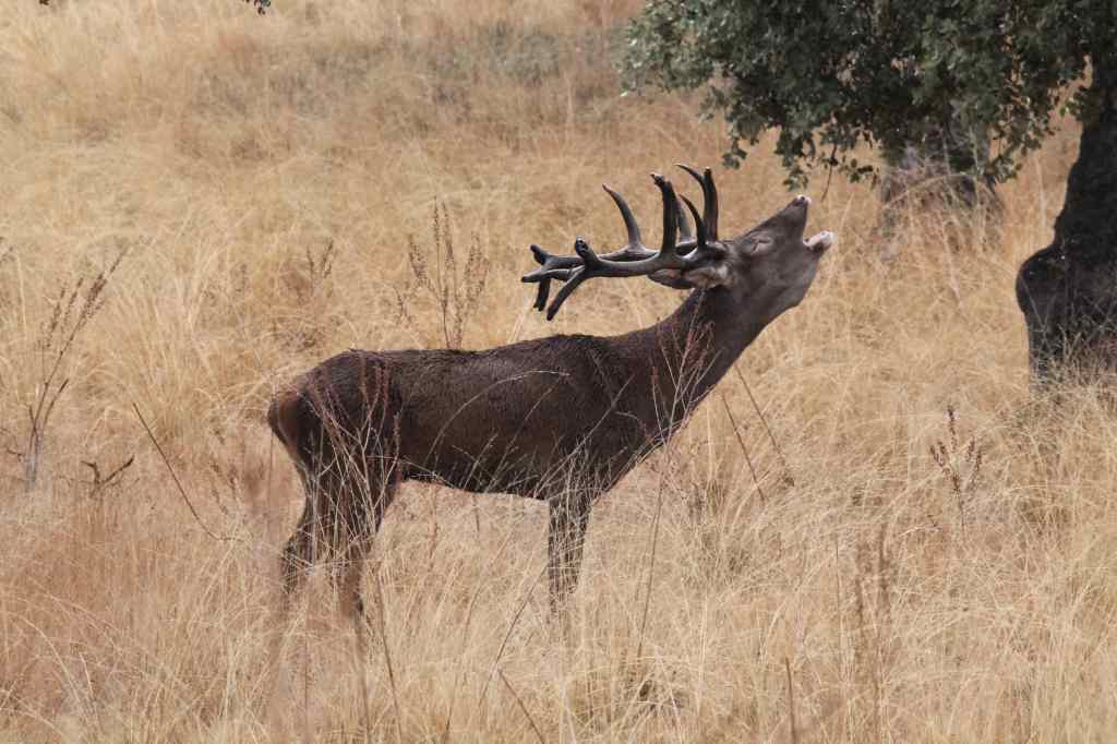 LA BERREA: el rugido del bosque en&nbsp;otoño